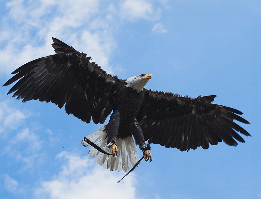 Ein Adler fliegt mit breit ausgespannten Flügeln.